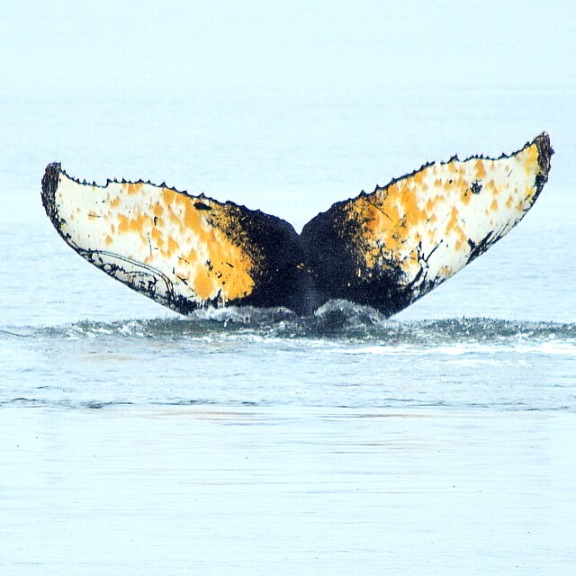 The Perfect Half-Day: Whale Watching in the Morning, Beach + Eats After